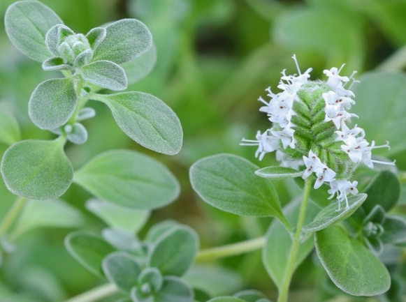 The frosty look of the sweet Marjoram makes it a popular plant and essential oil.