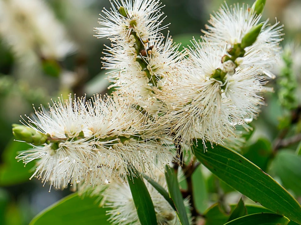 Cajeput an indonesian plant also known by the latin name Melaleuca leucadendron, before its extracted into an essential oil with many health benefits