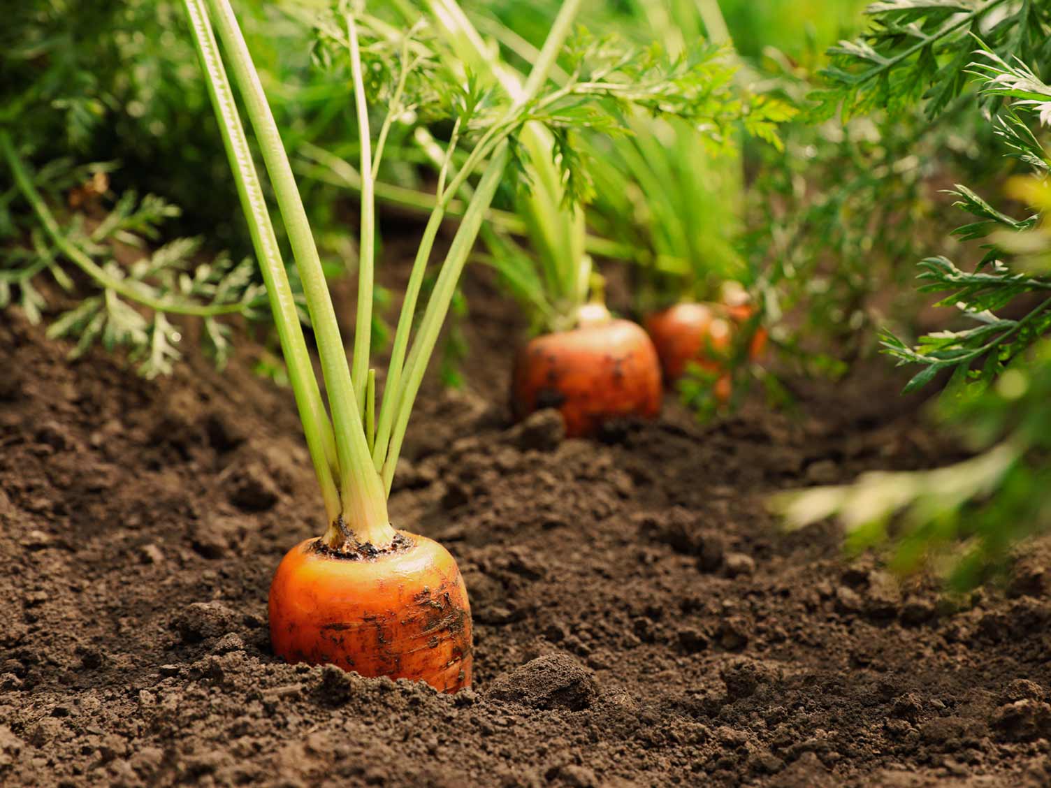Carrots growing in the ground by farmers in the UK united kingdom.