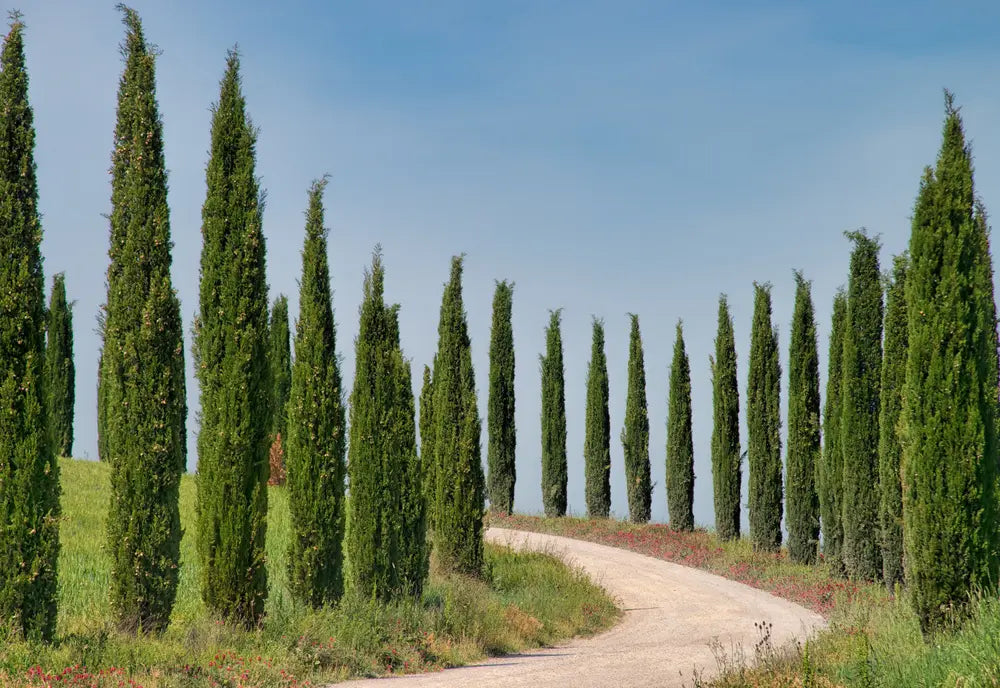 Italian cypress trees, often used as decorative but when made into an oil as many medicinal uses