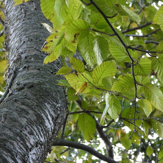 A sweet bitch tree showing off its thick bark trunk and its many sprouted leaves.