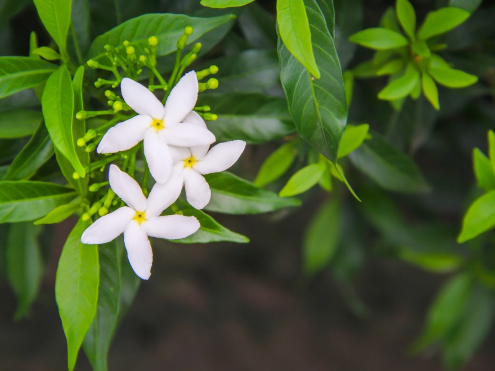 The Jasmine flower with white flowers and a yellow centre surrounded by green leaves