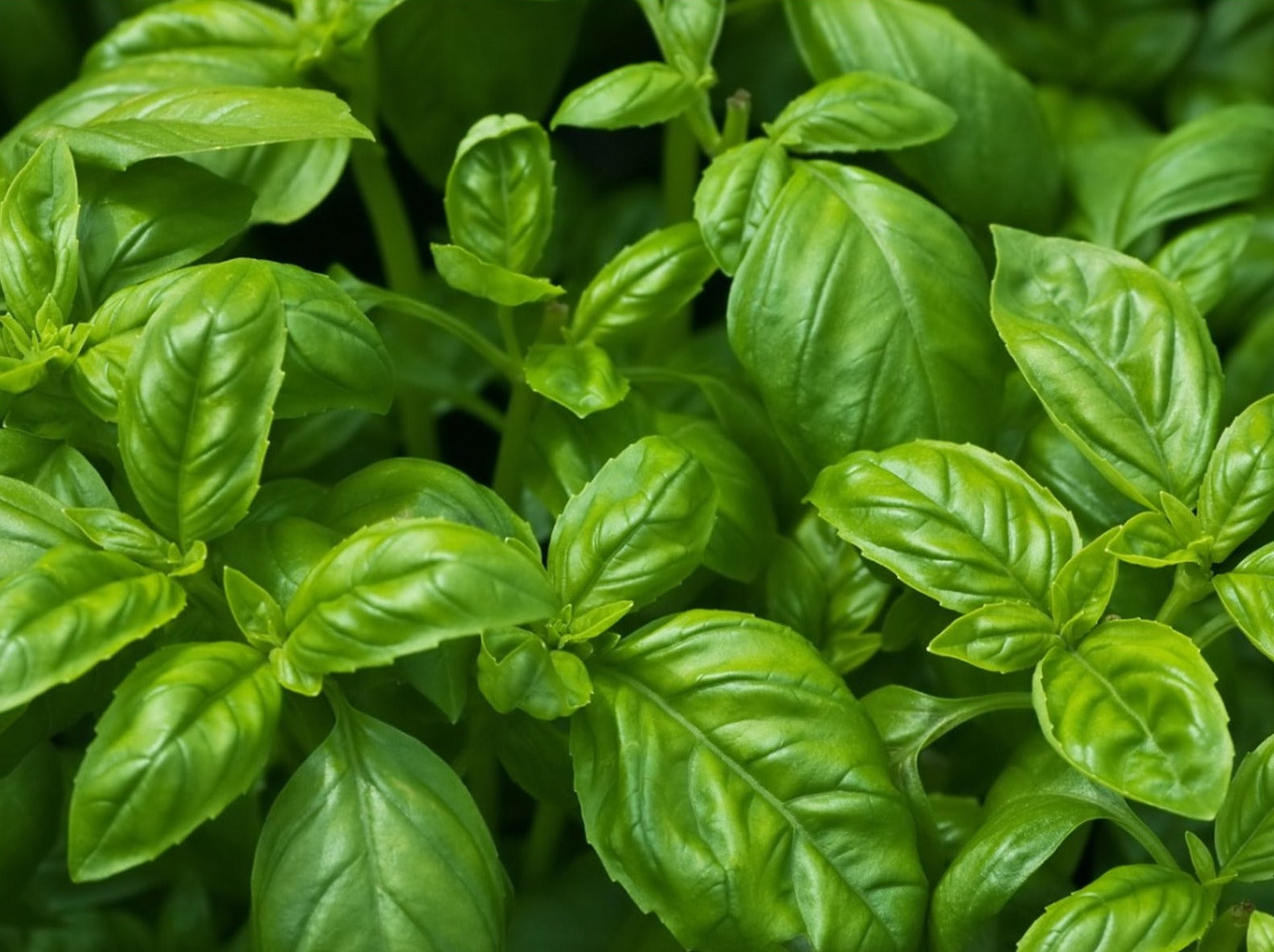 Fresh Basil leaves vibrant and green freshly grown before being turned into an Essential Oil or being used for cooking.