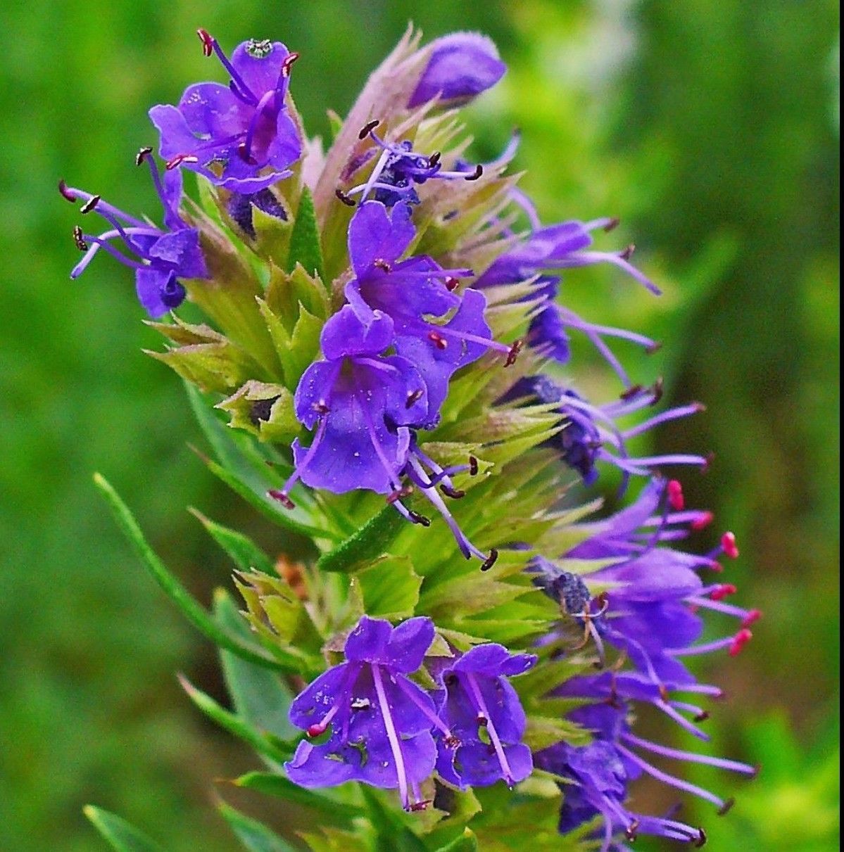 The Hyssop flower with bright purple flowers and its very useful seeds.