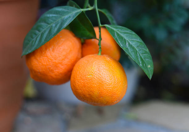 The very popular orange on its plant in a bundle of three.