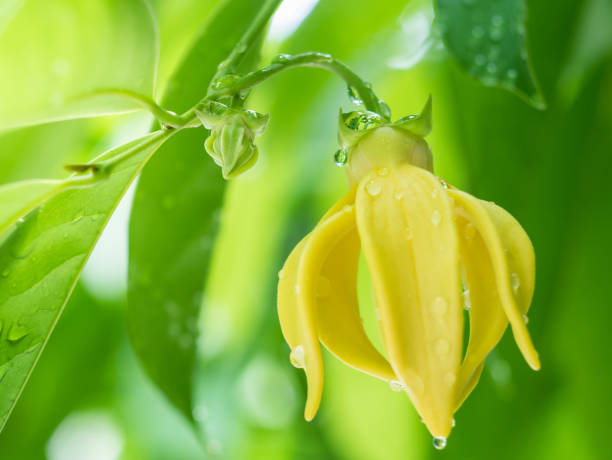 Ylang Ylang flower with bright yellow petals and rain water flowing down the flower and stem.