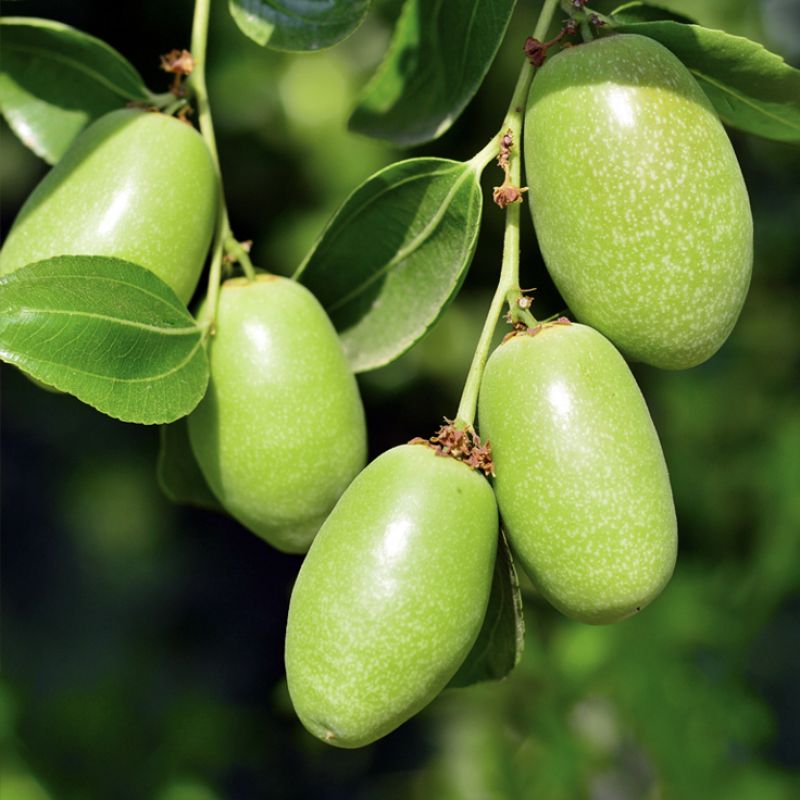 Jojoba hanging from their plant before turning into an oil used for dilution.