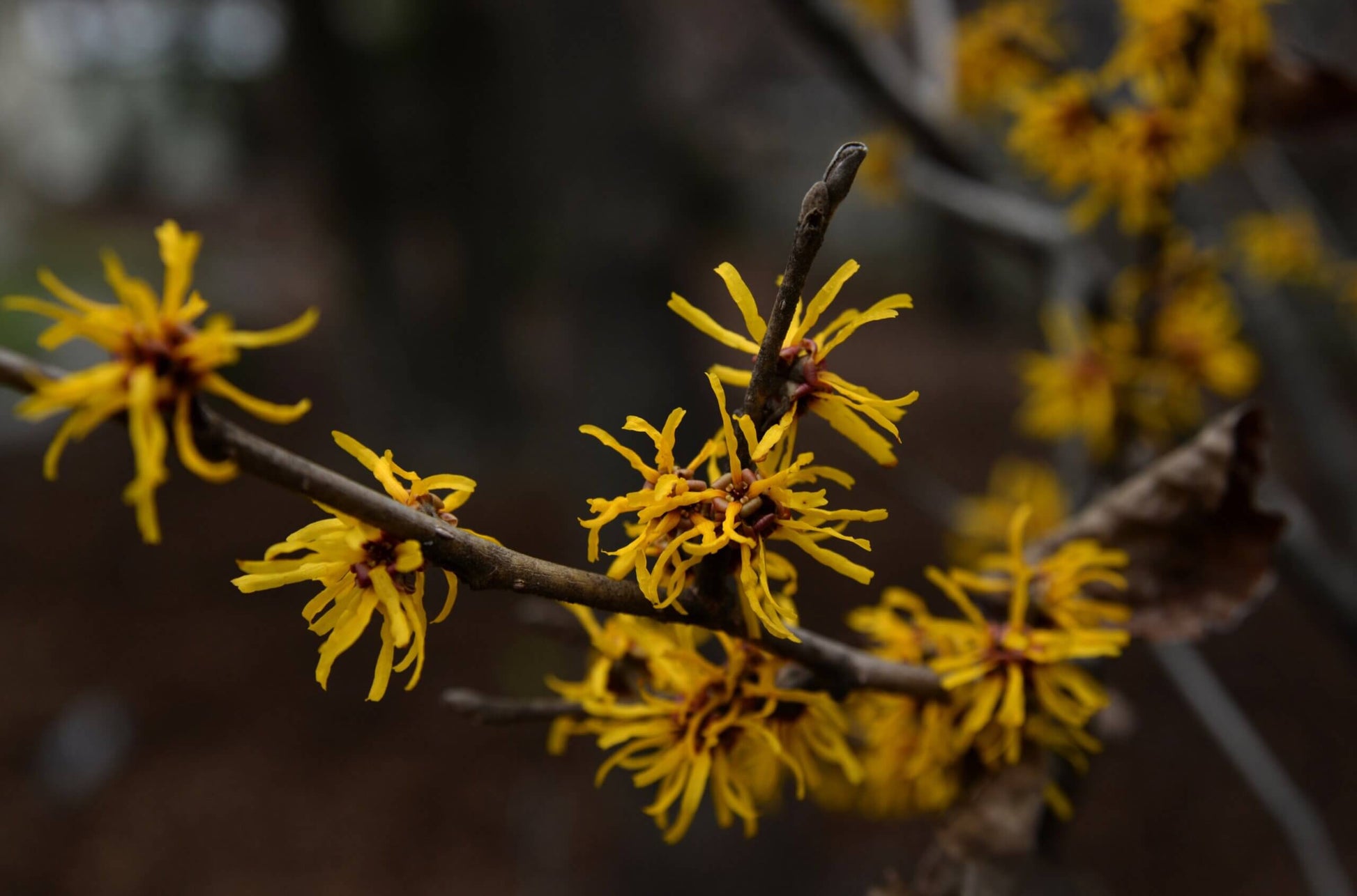 Organic Witch hazel seeds popular in many medicine cupboards.