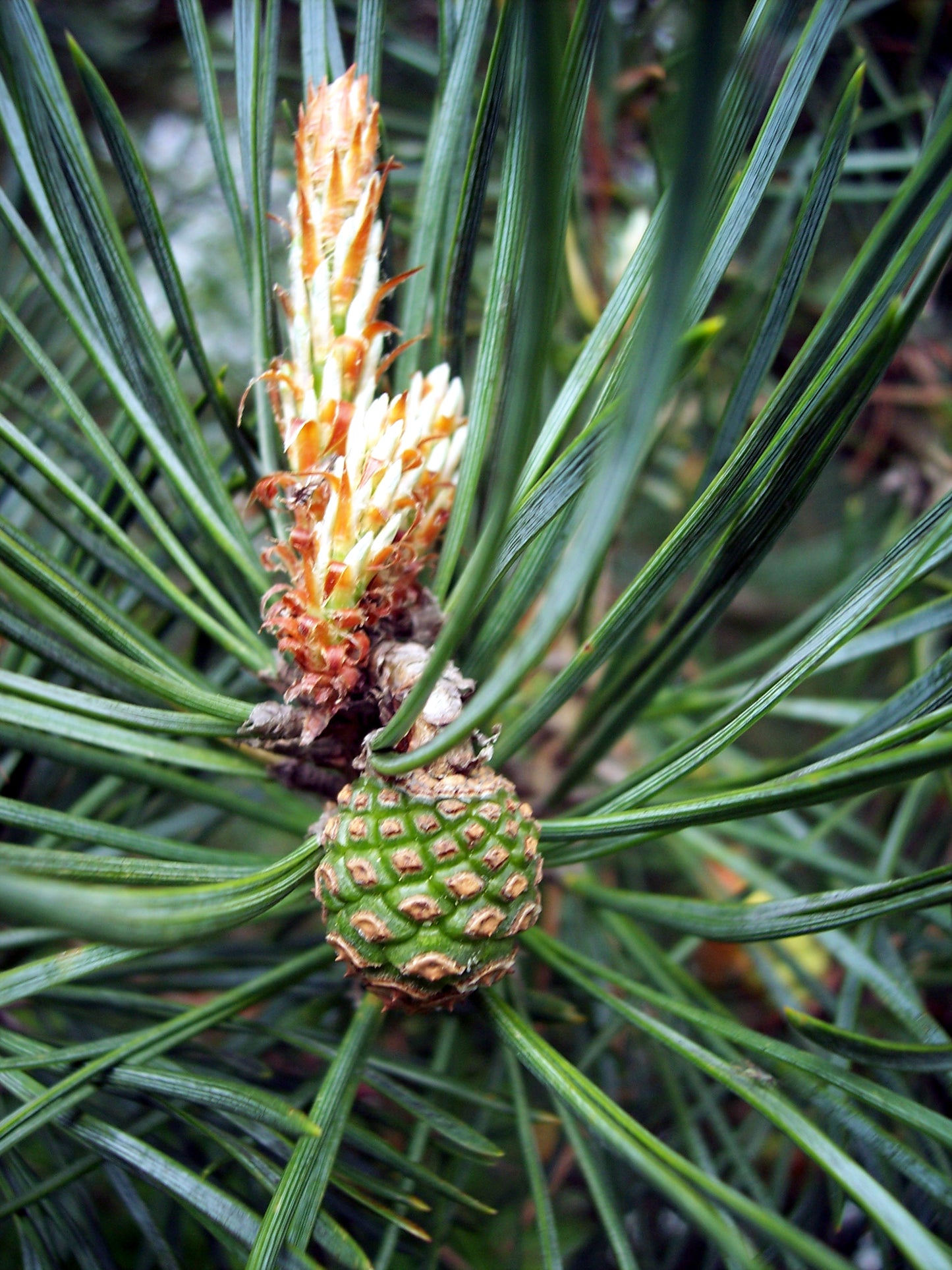 Pine plant with a half grown pine cone forming on it.
