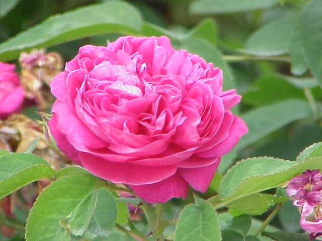 The Rose absolute flower, with many pink petals giving it a bright look. Often used in beauty and fragrance products.