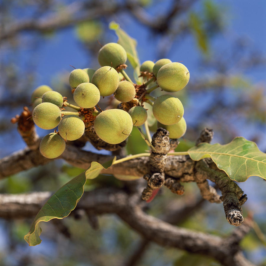 A bundle of seeds on an African shea tree.