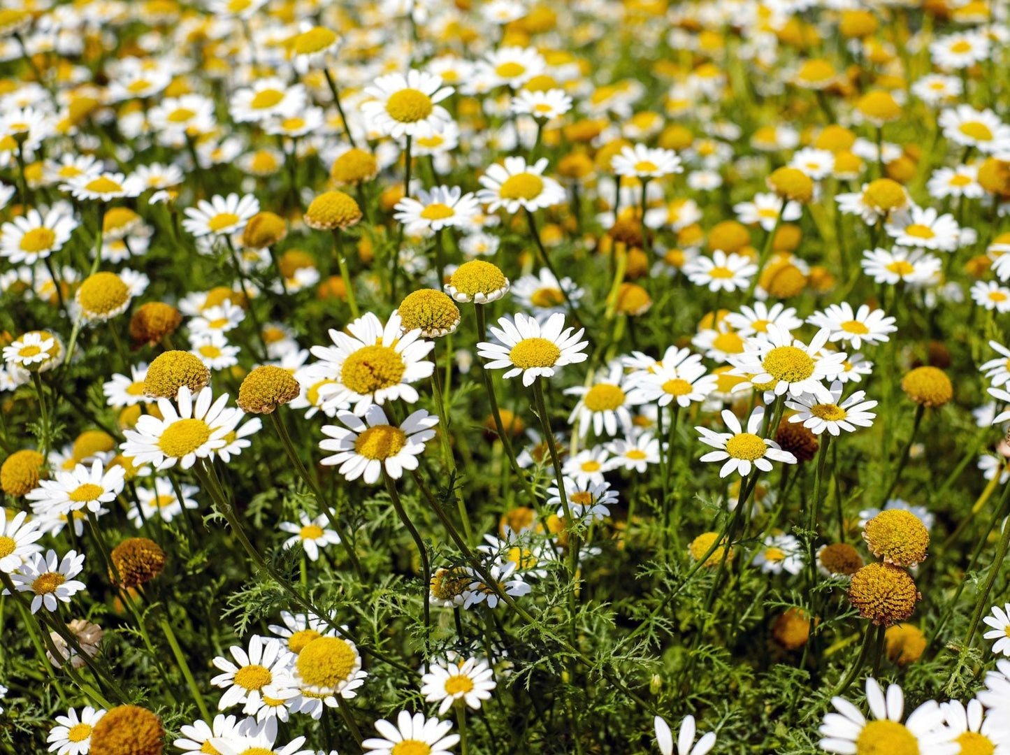 Roman Chamomile, the more commonly recognised of the plant with its white petals. Often used as an essential oil for its physical and emotional effects.