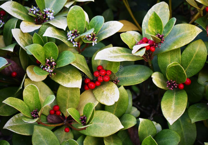 Wintergreen with a close up of their red berries.