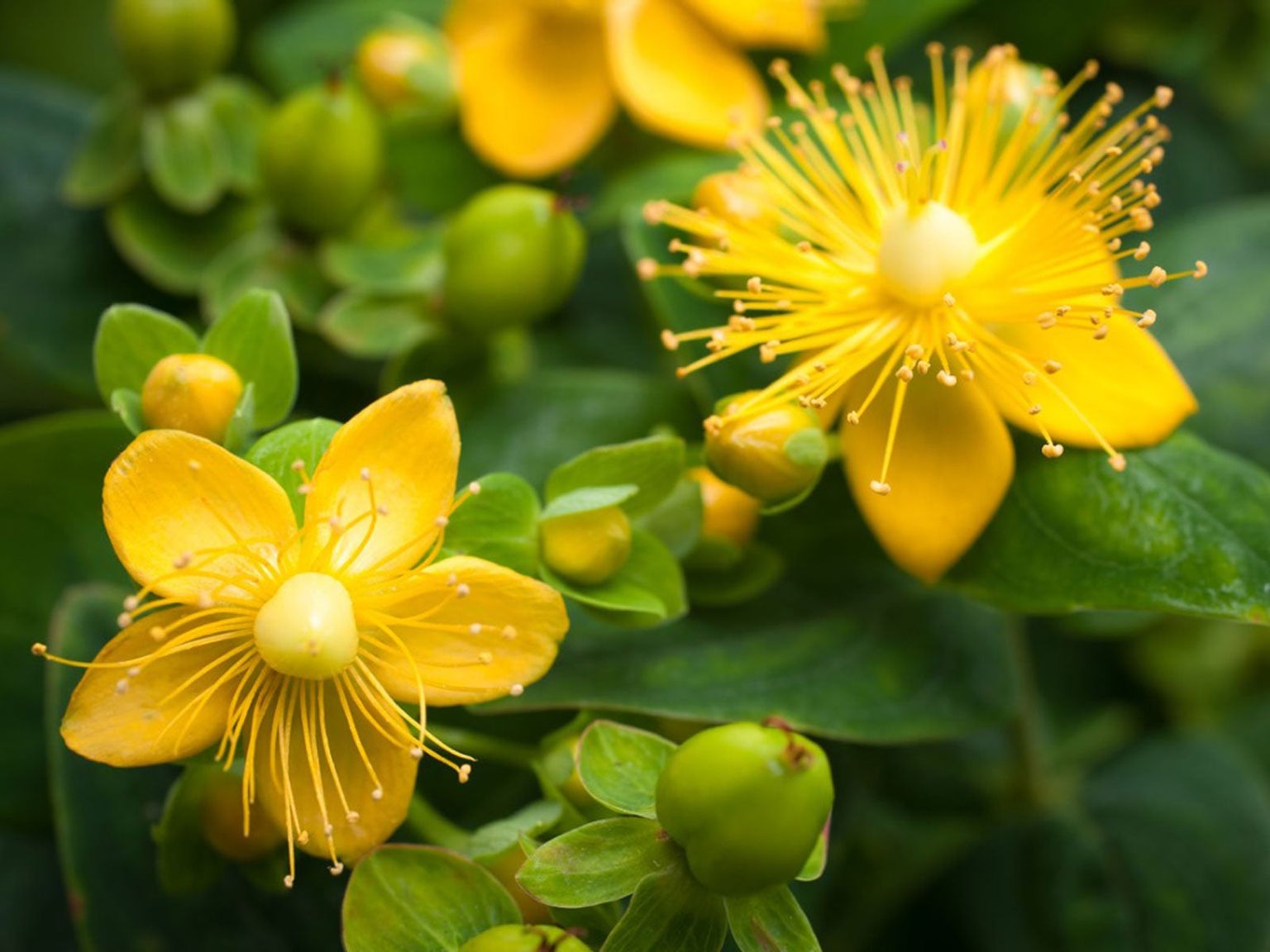 St Johns Wort Flower a natural supplement used for Anxiety.